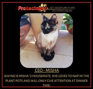 Mischa is our Protectapet CEO Wayne's office Cat.